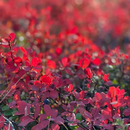 Erae 26, Kahden Makuuhuoneen Kelomoekki Syoetteellae Valaistun Ladun Vieressae 索特