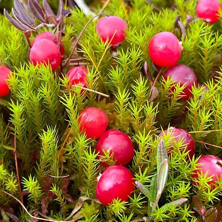 Erae 26, Kahden Makuuhuoneen Kelomoekki Syoetteellae Valaistun Ladun Vieressae 度假居 索特